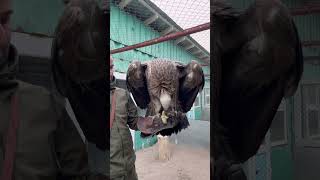 Кумай мощная красивая птица