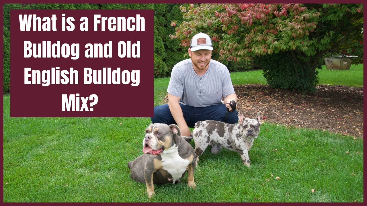 Udgående Ko Ikke nok What is a French Bulldog and Old English Bulldog Mix? Meet Woodland  Frenchies Sires and Damns - YouTube