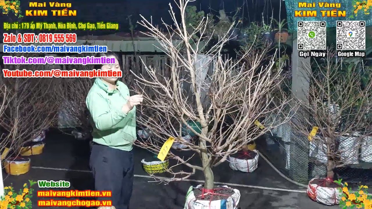 Phôi Mai Thủ Đức Giá Rẻ Bao Ship Bao Sống Toàn Quốc - Mai Vàng Kim Tiền Chợ Gạo