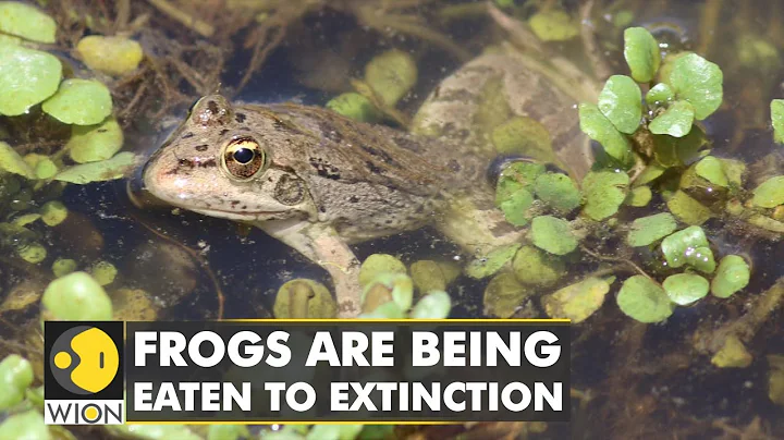 Europe's voracious appetite for frogs: Human consumption is threatening frog extinction | WION - DayDayNews