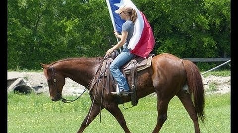 Tamulenas Hickory aka: Hick    ***For info, price, etc., go to our website*** Valley View Ranch