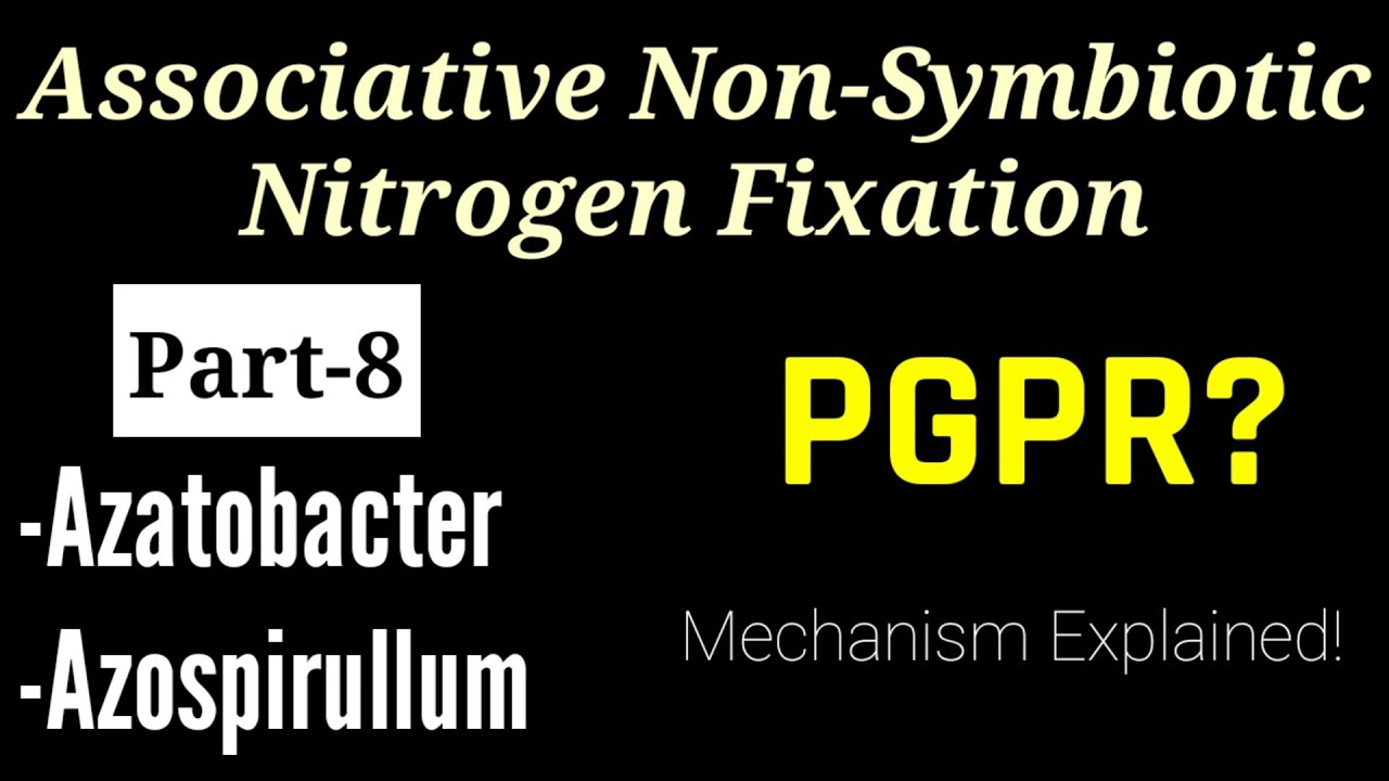 SYBSc|Ch-5(P8)| PGPR Concept | Associative Non-Symbiotic N-Fixation | Azatobacter Mechanism Explaind