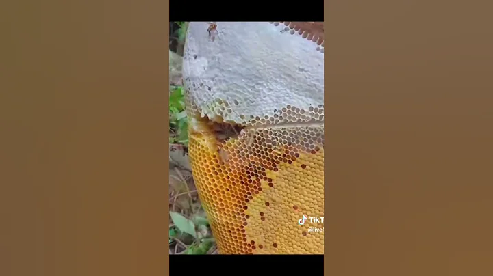 Honey collection #shorts #shortvideo