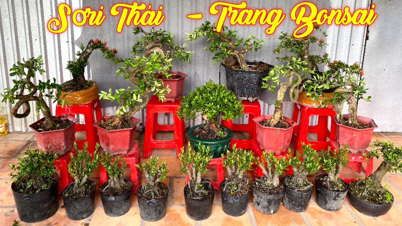 Mr Nhuận | 0965982492 | Sơ-Ri Thái Siêu Trái, Hồng Phấn Thái Siêu Bông ...