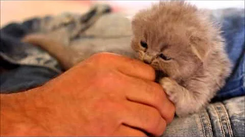 Watch the video about Un petit Highland Fold qui joue avec les doigts (chatterie des Bluebell Cats)