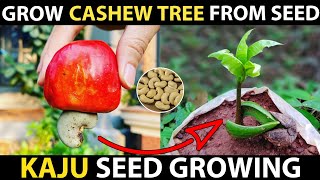 How To Grow Cashew Tree From Seed | Cashew Seed Germination | Grow Kaju Plant From Seed