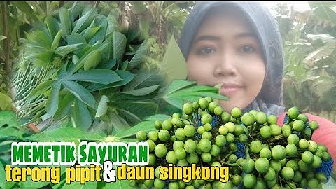 memetik sayuran di kebun || daun singkong & pokak