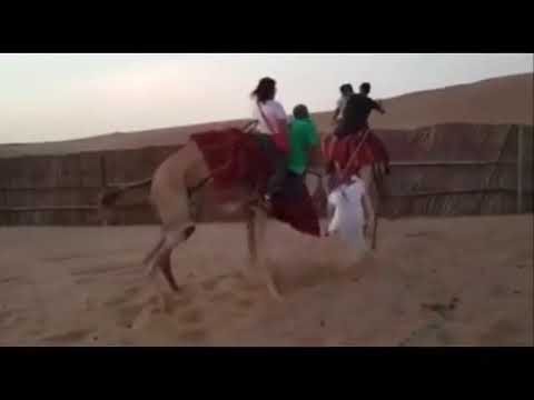 낙타이타닉 Camel Ride Fail Titanic Youtube