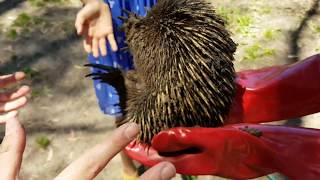 Stubborn echidna by Artys post 6 views 4 years ago 3 minutes, 41 seconds