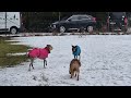 260131 galgos kösching video hi