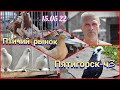Голуби цены Птичий рынок Пятигорск-ч3