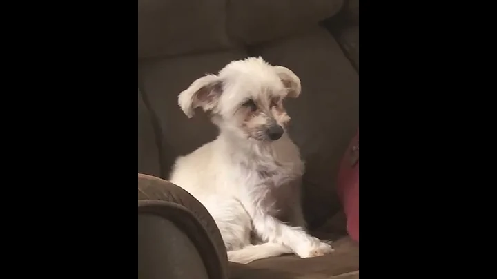 Dog refuses to sleep