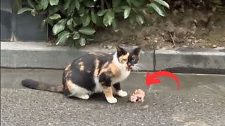 The stray cat mother, in pain from a miscarriage, sent away the kitten, hoping to find him a home by Animal Care Haven 158,106 views 4 months ago 12 minutes, 17 seconds