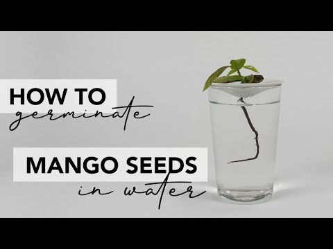 Video: Hur groddar man ett mangofrö?