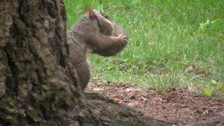 Squirrel Transports Young. Белка переносит детеныша (polozov827) Squirrel Transports Young. Белка переносит детеныша (polozov827)