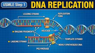 USMLE Step 1 Rapid Fire Review: DNA Replication Explained with Colorful Diagrams