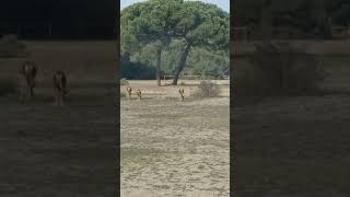 Parque Nacional de Doñana - Las plantas de Teresa