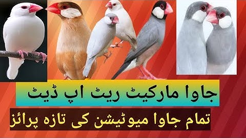 java sperrow all mutation new price Karachi Pakistan##java business idea#video#good aviary,