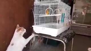 Cats reaction when they saw birds