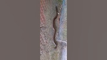 Snake attacked by ants 🐜🐍 #shorts #snake