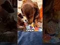 This Dog Just Wants To Feel Included @houseofsausage #shorts #dog