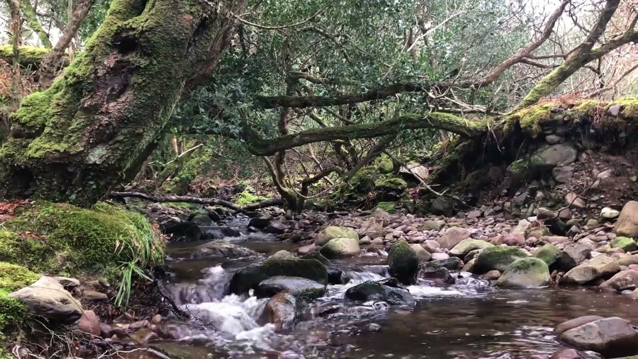 STREAM SOUNDS OVER 6 HOURS OF NATURAL COMFORTING SOUNDS FOR SLEEP, STUDY AND CHILL