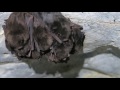 Bats in a cave in Japan