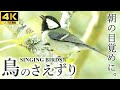 4K Natural Sound 1hour Bird Songs Water 4K Natural Sound 1hour Bird Songs Water