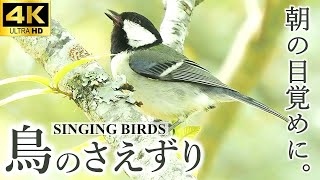 4K natural sound 1hour  bird songs, water