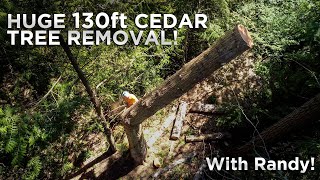 Dead and Delicious Cedar Removal!