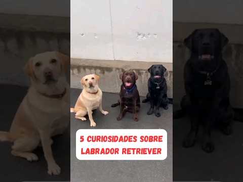 Vídeo: 8 fatos divertidos sobre Labrador Retrievers