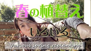 春の植替えいろいろ【キミのミニ盆栽びより】Various replanting in spring/Varias replantaciones en primavera