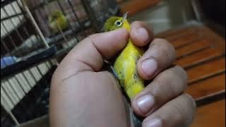 Often counterfeited!! Like this, the original Pleci from Pacitan...