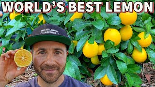 How To Grow BUSHELS Of The World's BEST Lemon!