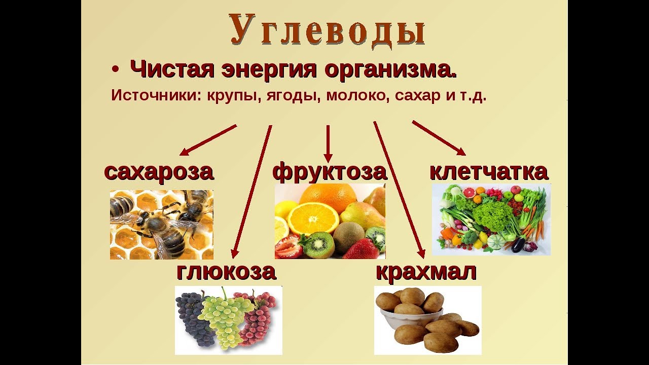 Основные источники энергии для организма