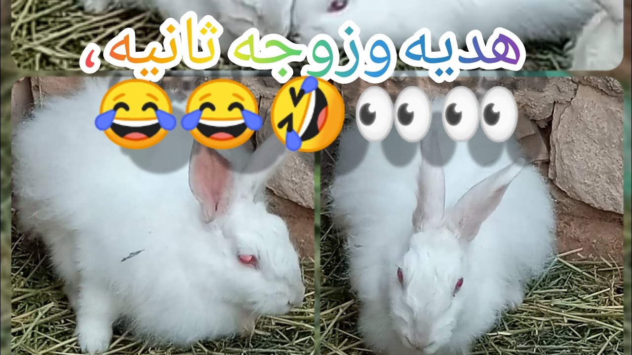 هديه و#مشاكس ماقصر وبده العد التنازلي