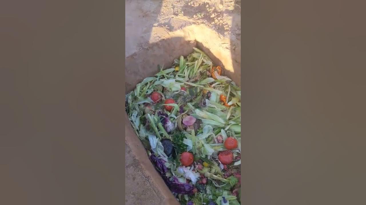 Part2 plum tree mulch hole 🌿🥶🧑‍🌾Nov 11th 2022 YouTube