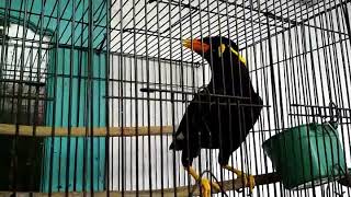 UNIK BURUNG BEO PINTAR NGOMONG SYALOM