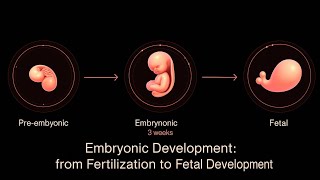 &quot;How Life Begins: Embryonic Development Step by Step&quot;