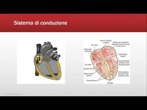 Video: Blocco Cardiaco (Mobitz Tipo I) Nei Gatti