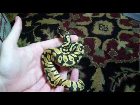 Unboxing new Ball Python