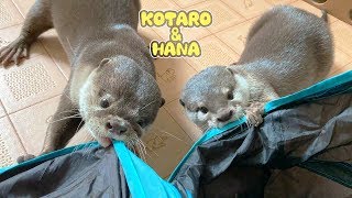 カワウソコタローとハナ　「ハナと一緒なら怖くない！」　Otter Kotaro&Hana Double Attack Cat Tunnel