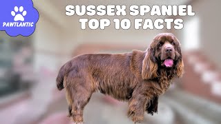 Sussex Spaniel: A Charming and Rare Canine Companion  Top 10 Facts