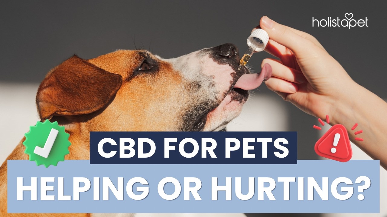 CBD for Dogs and Cats: What’s Safe, What’s Not and How to Use It Right