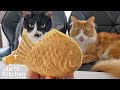 Taiyaki (Japanese fish-shaped cake)