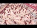 Highly Contagious Bird Flu Detected in 15 States