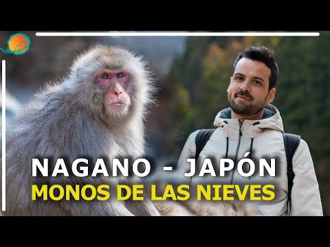 Video: Una guía de los parques de monos salvajes de Japón