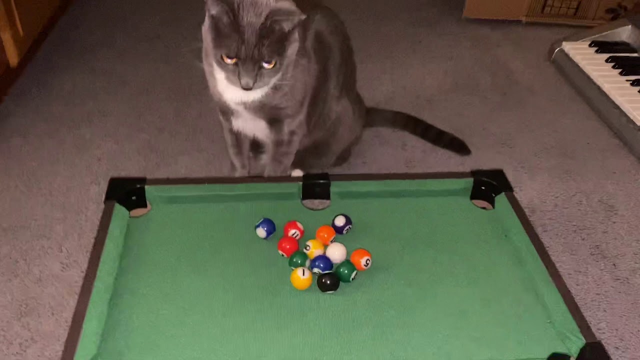 Cat Playing Pool YouTube