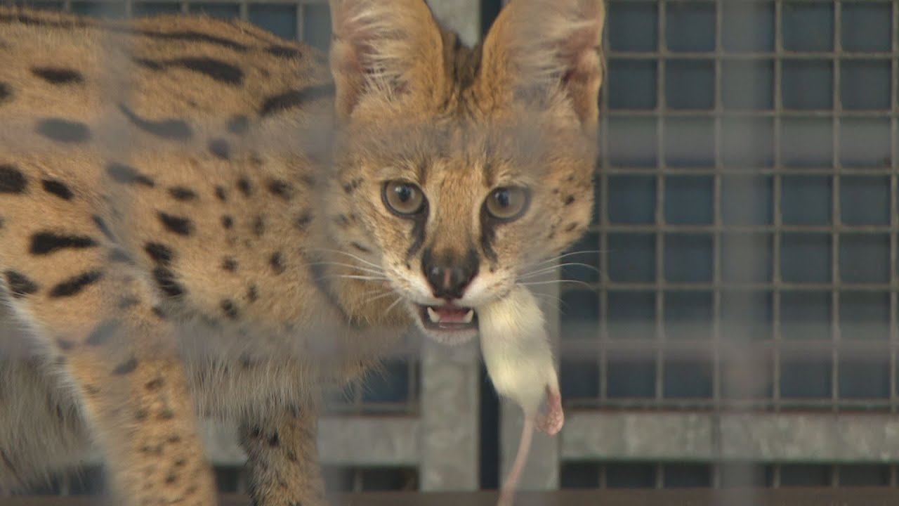 Leerling halfgeleider vereist Een serval in huis houden is levensgevaarlijk' - YouTube