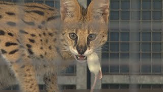 'Een serval in huis houden is levensgevaarlijk'